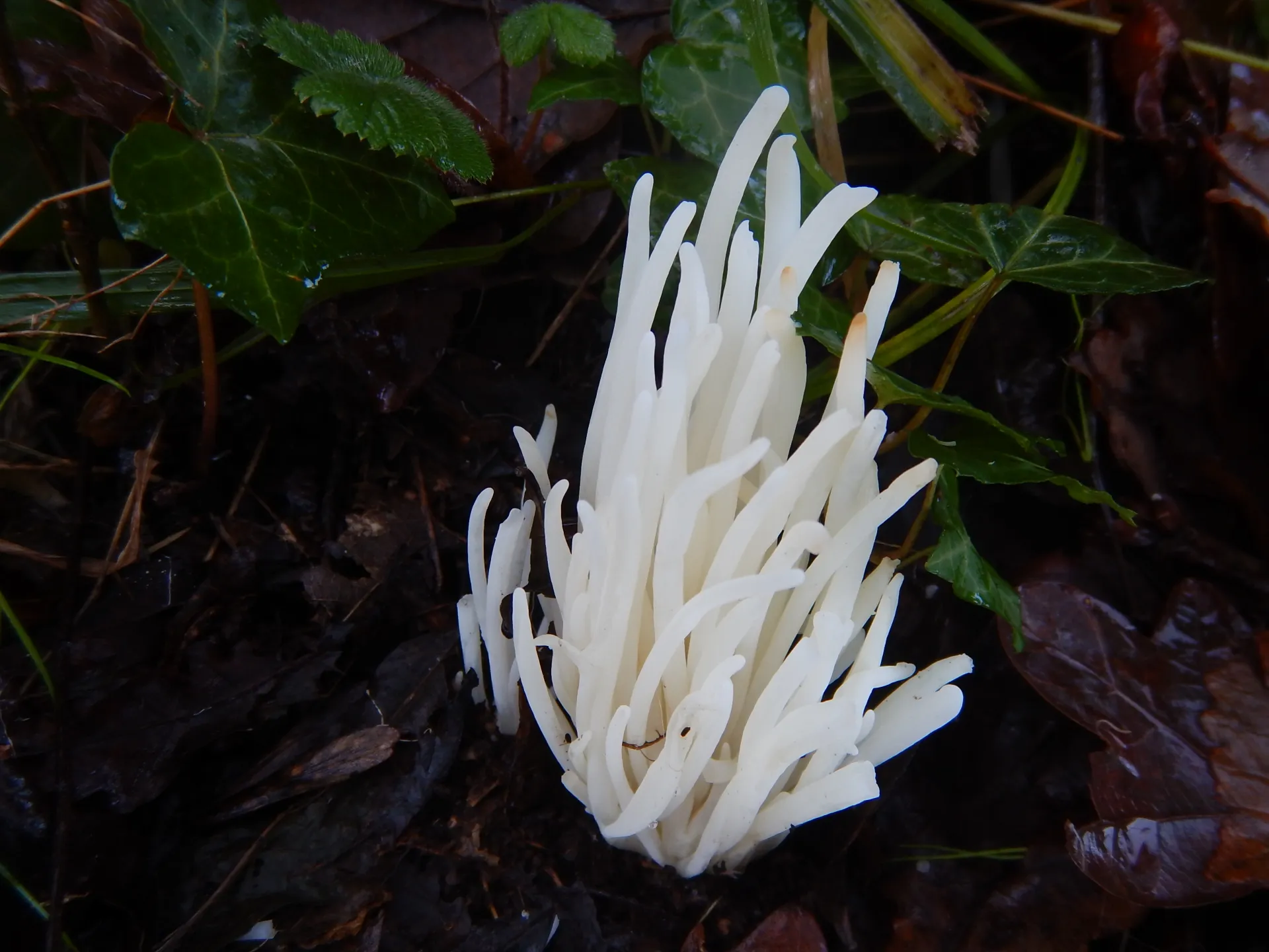 Clavaria fragilis, 22-12-17